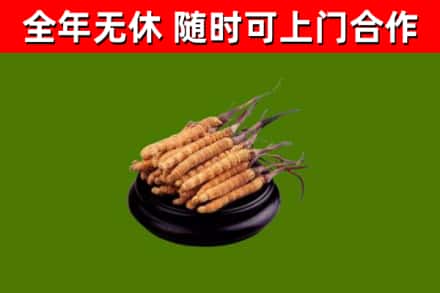 淮滨回收冬虫夏草